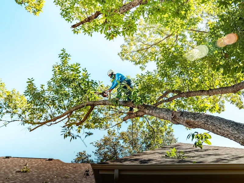 Tree Surgeon
